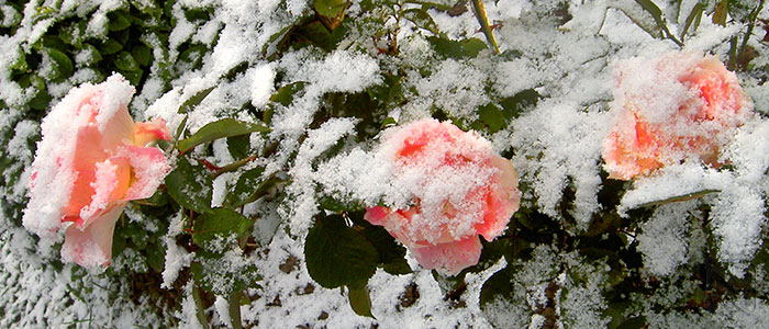 роза под снегом